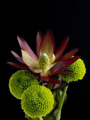 red lotus and chrysanthemum flowers
