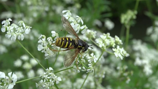 Syrphe butinant une fleur blanche.