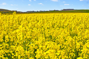 Cultivated yellow raps field in France