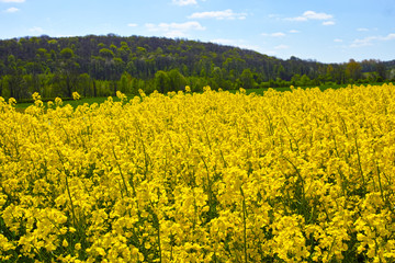 Cultivated yellow raps field in France