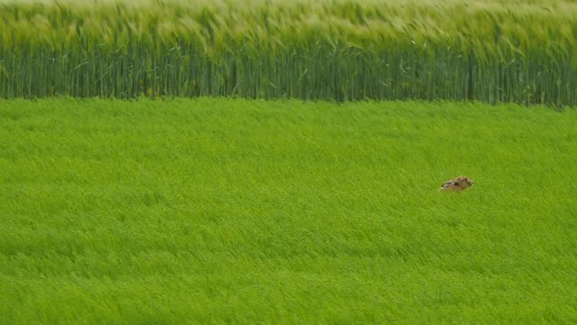 lapin courant dans un champ (4k uhd)