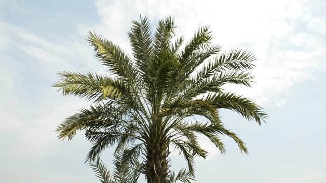 Date palm tree 