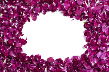 violet carnation flower petals