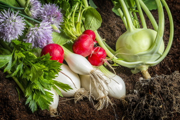 Obrazy na Plexi  świeże warzywa w ogrodzie