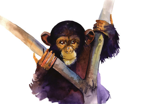 watercolor monkey