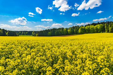 Obraz premium Raps Blüten Feld Landschaft Acker