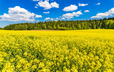 Rapsfeld Landwirtschaft Raps Gelb Blüte