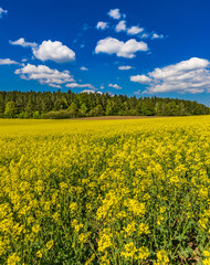 Obraz premium Raps Feld Blüte Pflanze Landwirtschaft Acker