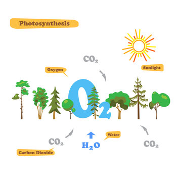 Image of photosynthesis