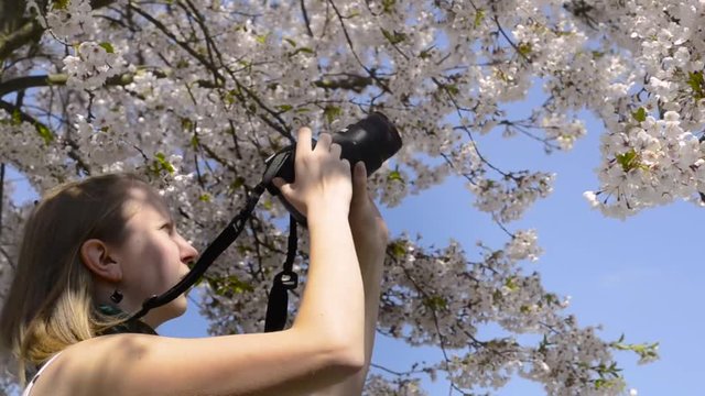 Young woman videographer taking shooting video footage DLSR camera with blossom sakura tree sun