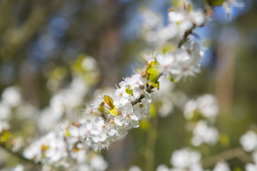 blooming cherry, spring, may, tree
