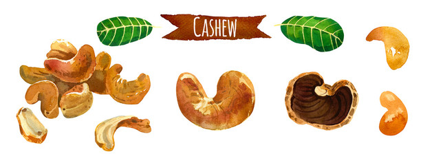 Cashew, watercolor illustration,  vector clipping path included