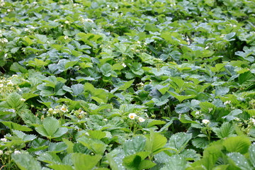 Green bushes of strawberry, spring shoots with flowers