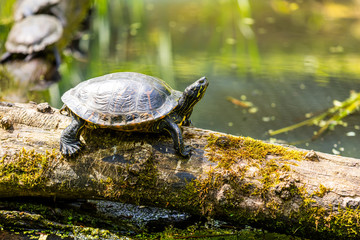 Fototapeta premium Schildkröte 