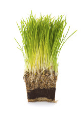 Green grass is grown in a pot in cross section..