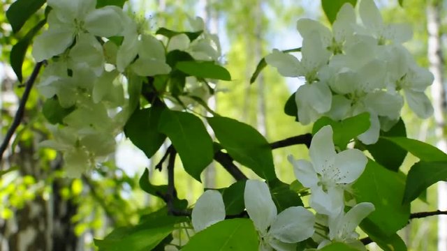 Ветка цветущей яблони.