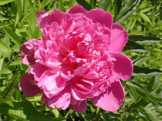 Lone pink peony flower 'Amabilis'