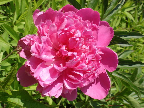 Fototapeta Lone pink peony flower 'Amabilis'