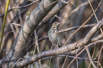 Tree pipit, Anthus trivialis