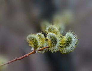 Obraz premium kidney, willow