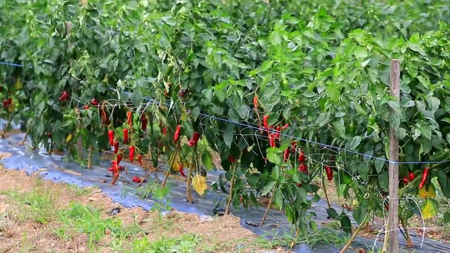 Piments d'Espelette &agrave; maturit&eacute;