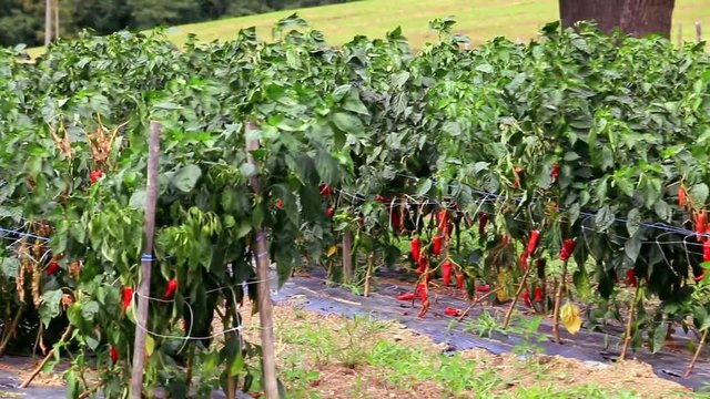Culture du piment d'Espelette