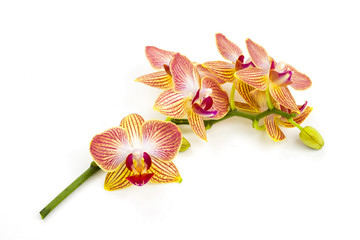 soft orange orchids