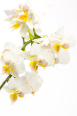 Fototapeta na wymiar white and yellow orchids