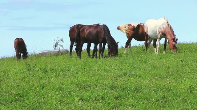 Chevaux basques en prairie