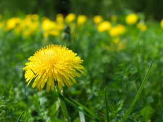 Obraz premium A lone yellow dandelion flowers on a meadow.