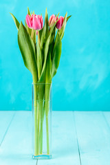 Wet Pink Tulip Flowers In Vase On Turquoise Table