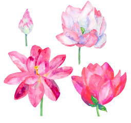 set lotus flowers isolated, watercolor illustration