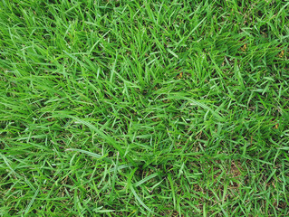 green grass background
