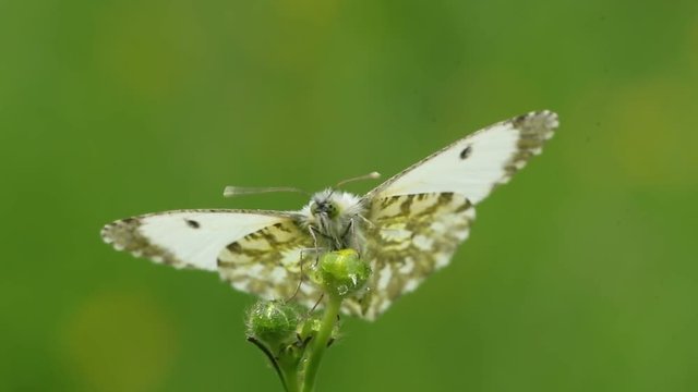 Side view close-up of a Female Orange Tip butterfly (Anthocharis cardamines) drying her wings in the sun in a meadow during spring season