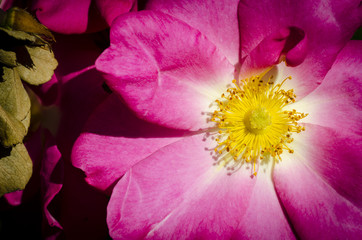 Canina rose