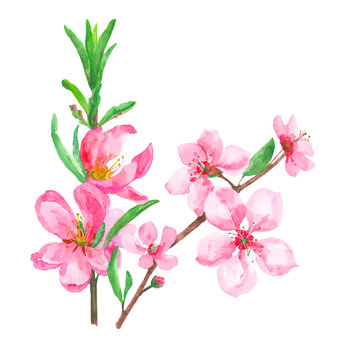 set of pink flowers and buds, spring blossoms isolated, watercolor painting