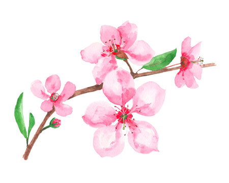 blossoming cherry branch on a white background, watercolor illustration