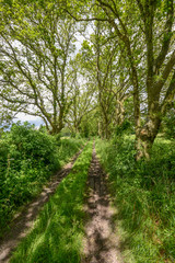 Fototapeta na wymiar old track between trees and fields