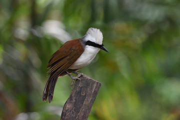 White-crested Laughingthrush