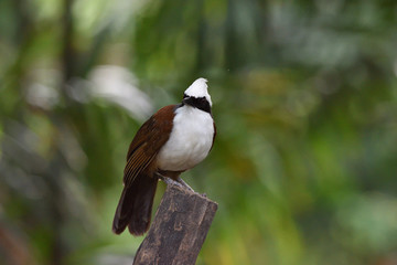 White-crested Laughingthrush