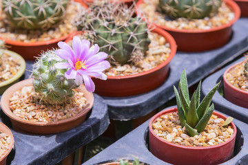 cactus flower in the garden