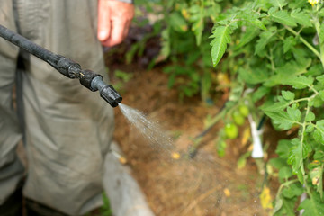 spray tomatoes from pests