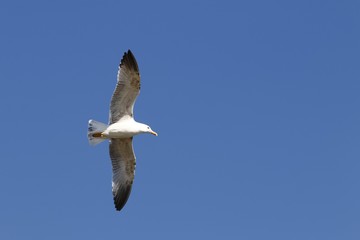 Obraz premium Mouette en plein vol sous un ciel bleu