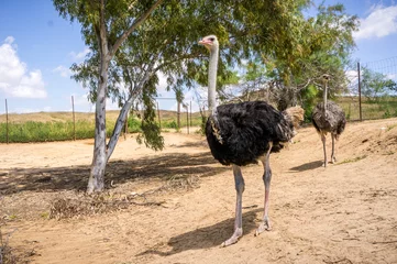 Deurstickers Ostriches on the ostrich farm in Israel © alefbet26