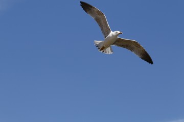 Obraz premium Mouette en plein vol sous un ciel bleu