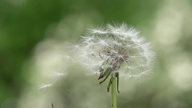 dandelion rotate in the nature