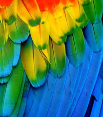 Multi-Colored Macaw Feathers © michaelfitz