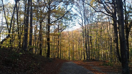 Autumn in Sljeme