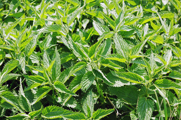 Green stinging nettle