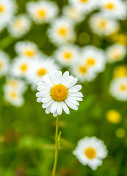 a meadow of ox-eye daisies